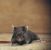 San Juan Capistrano Rodent Exclusion by Scotty's Termite and Pest Control